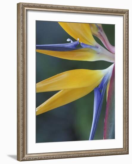 Bird of Paradise, Hana, Maui, Hawaii, USA-Merrill Images-Framed Photographic Print