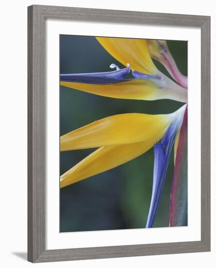 Bird of Paradise, Hana, Maui, Hawaii, USA-Merrill Images-Framed Photographic Print