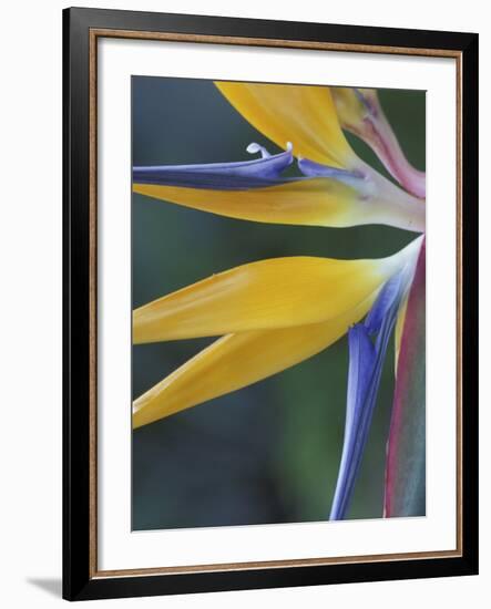 Bird of Paradise, Hana, Maui, Hawaii, USA-Merrill Images-Framed Photographic Print