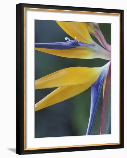 Bird of Paradise, Hana, Maui, Hawaii, USA-Merrill Images-Framed Photographic Print