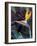 Bird of Paradise, Hawaii, USA-Merrill Images-Framed Photographic Print