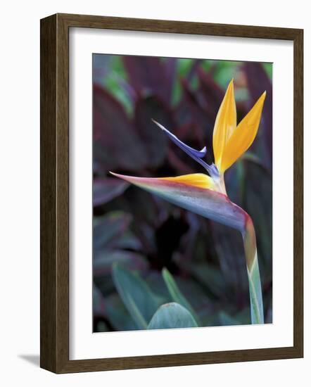 Bird of Paradise, Hawaii, USA-Merrill Images-Framed Photographic Print