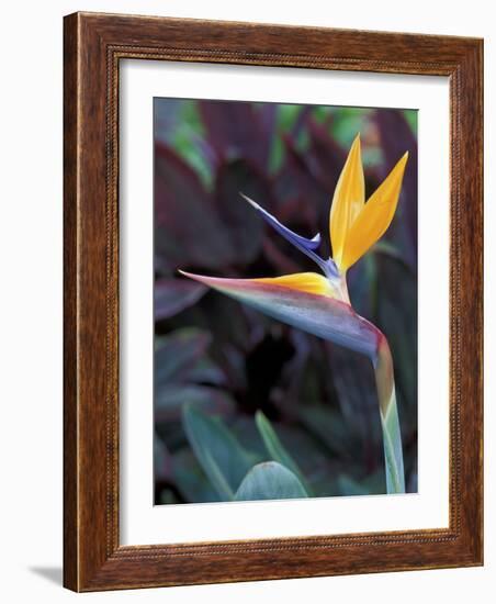 Bird of Paradise, Hawaii, USA-Merrill Images-Framed Photographic Print