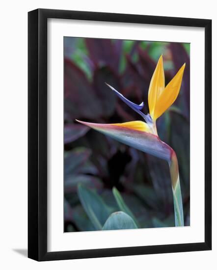 Bird of Paradise, Hawaii, USA-Merrill Images-Framed Photographic Print