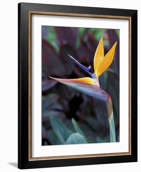 Bird of Paradise, Hawaii, USA-Merrill Images-Framed Photographic Print