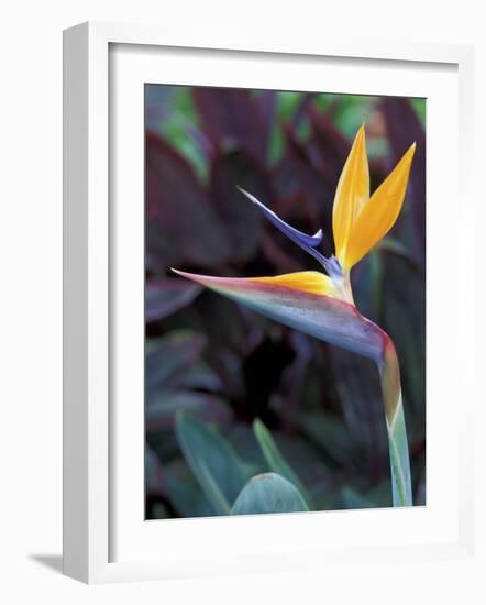 Bird of Paradise, Hawaii, USA-Merrill Images-Framed Photographic Print