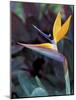 Bird of Paradise, Hawaii, USA-Merrill Images-Mounted Photographic Print