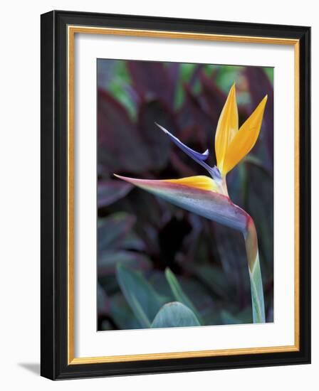 Bird of Paradise, Hawaii, USA-Merrill Images-Framed Photographic Print