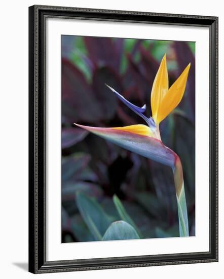 Bird of Paradise, Hawaii, USA-Merrill Images-Framed Photographic Print