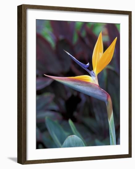 Bird of Paradise, Hawaii, USA-Merrill Images-Framed Photographic Print