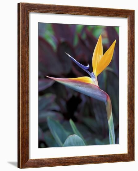 Bird of Paradise, Hawaii, USA-Merrill Images-Framed Photographic Print