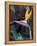 Bird of Paradise, Hawaii, USA-Merrill Images-Framed Premier Image Canvas