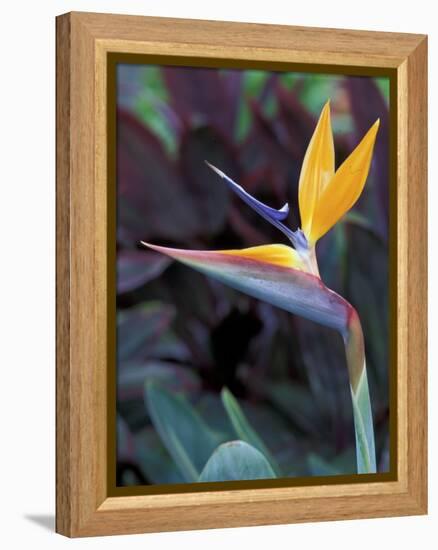 Bird of Paradise, Hawaii, USA-Merrill Images-Framed Premier Image Canvas