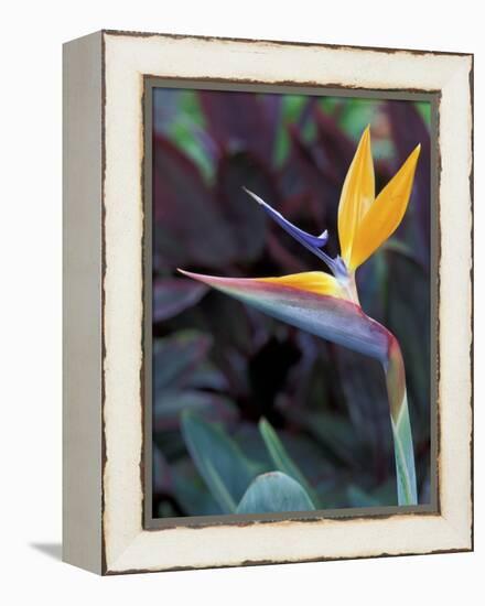 Bird of Paradise, Hawaii, USA-Merrill Images-Framed Premier Image Canvas