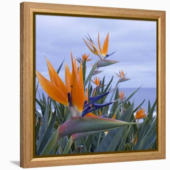 Bird of Paradise I-Rita Crane-Framed Premier Image Canvas