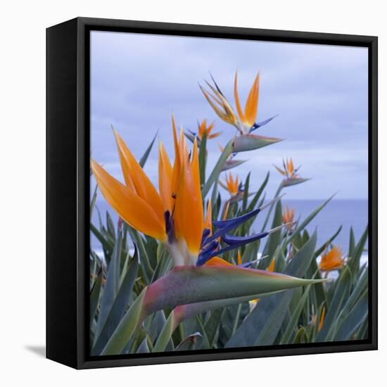 Bird of Paradise I-Rita Crane-Framed Premier Image Canvas