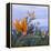 Bird of Paradise I-Rita Crane-Framed Premier Image Canvas