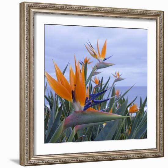 Bird of Paradise I-Rita Crane-Framed Photographic Print