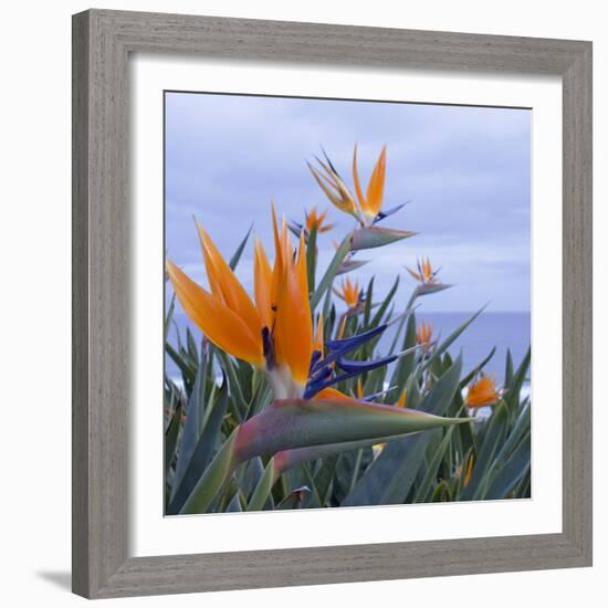 Bird of Paradise I-Rita Crane-Framed Photographic Print