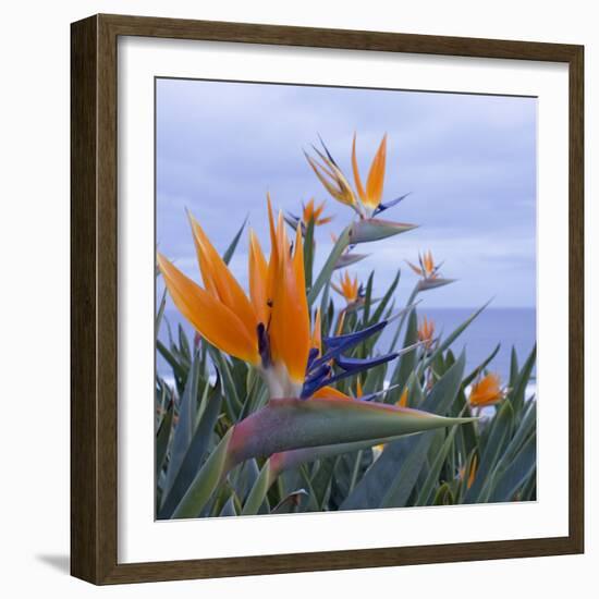 Bird of Paradise I-Rita Crane-Framed Photographic Print