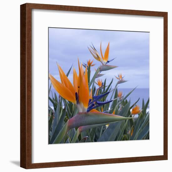 Bird of Paradise I-Rita Crane-Framed Photographic Print