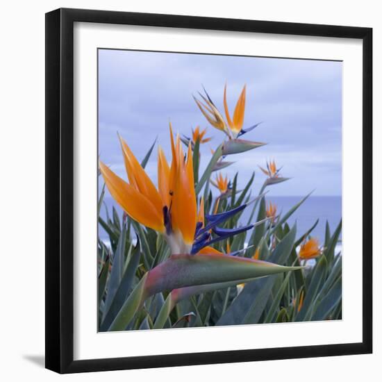 Bird of Paradise I-Rita Crane-Framed Photographic Print