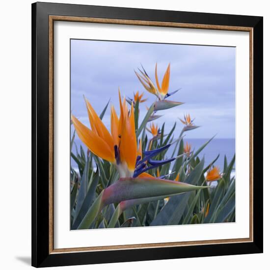 Bird of Paradise I-Rita Crane-Framed Photographic Print