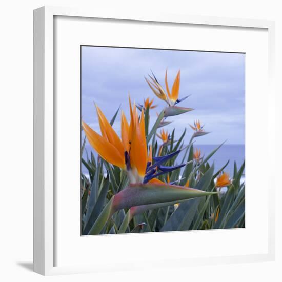 Bird of Paradise I-Rita Crane-Framed Photographic Print
