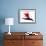 Bird of Paradise II-Monika Burkhart-Framed Photographic Print displayed on a wall