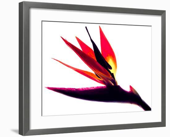 Bird of Paradise II-Monika Burkhart-Framed Photographic Print