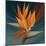 Bird of Paradise II-Vivien Rhyan-Mounted Art Print