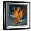 Bird of Paradise II-Vivien Rhyan-Framed Art Print