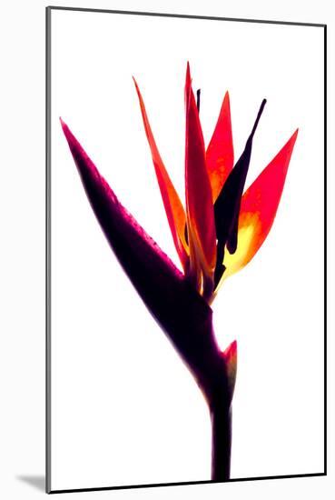 Bird of Paradise III-Monika Burkhart-Mounted Photographic Print