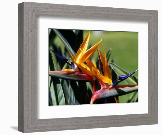 Bird of Paradise in Bermuda Botanical Gardens, Caribbean-Greg Johnston-Framed Photographic Print