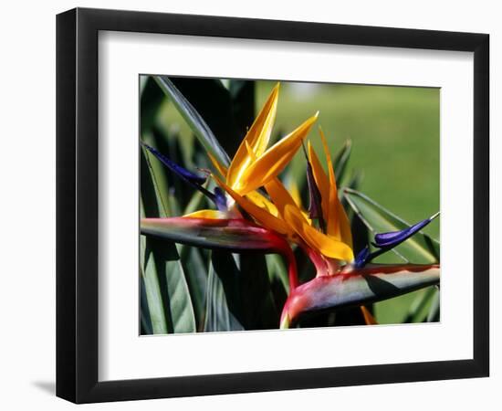 Bird of Paradise in Bermuda Botanical Gardens, Caribbean-Greg Johnston-Framed Photographic Print