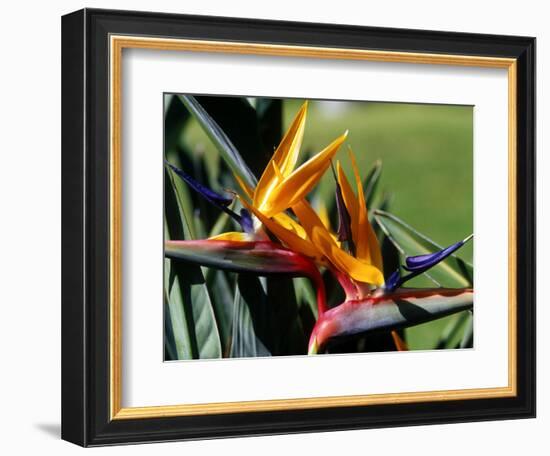 Bird of Paradise in Bermuda Botanical Gardens, Caribbean-Greg Johnston-Framed Photographic Print