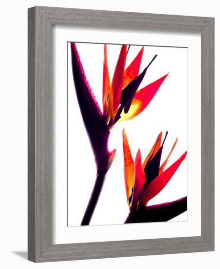 Bird of Paradise IV-Monika Burkhart-Framed Photographic Print