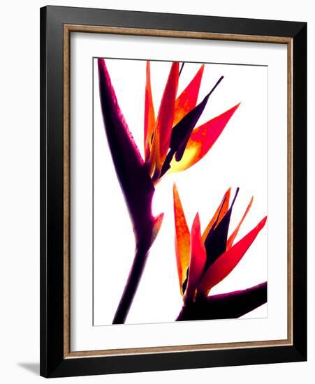 Bird of Paradise IV-Monika Burkhart-Framed Photographic Print