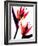 Bird of Paradise IV-Monika Burkhart-Framed Photographic Print