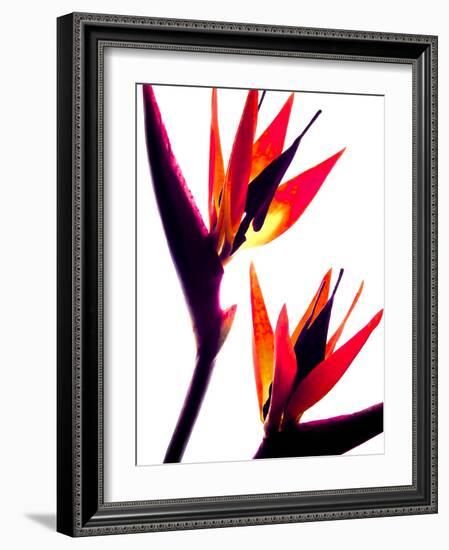 Bird of Paradise IV-Monika Burkhart-Framed Photographic Print