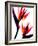 Bird of Paradise IV-Monika Burkhart-Framed Photographic Print