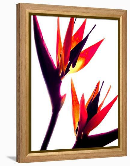 Bird of Paradise IV-Monika Burkhart-Framed Premier Image Canvas