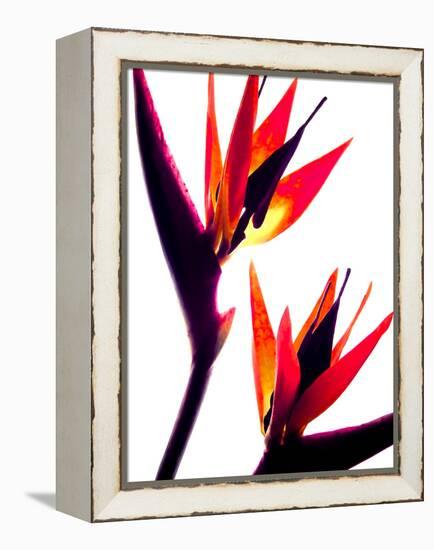 Bird of Paradise IV-Monika Burkhart-Framed Premier Image Canvas