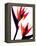 Bird of Paradise IV-Monika Burkhart-Framed Premier Image Canvas