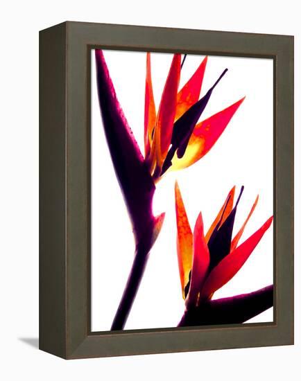 Bird of Paradise IV-Monika Burkhart-Framed Premier Image Canvas