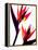 Bird of Paradise IV-Monika Burkhart-Framed Premier Image Canvas