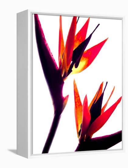 Bird of Paradise IV-Monika Burkhart-Framed Premier Image Canvas