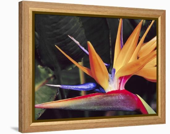 Bird of Paradise, Maui, Hawaii, USA-Julie Eggers-Framed Premier Image Canvas