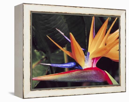 Bird of Paradise, Maui, Hawaii, USA-Julie Eggers-Framed Premier Image Canvas