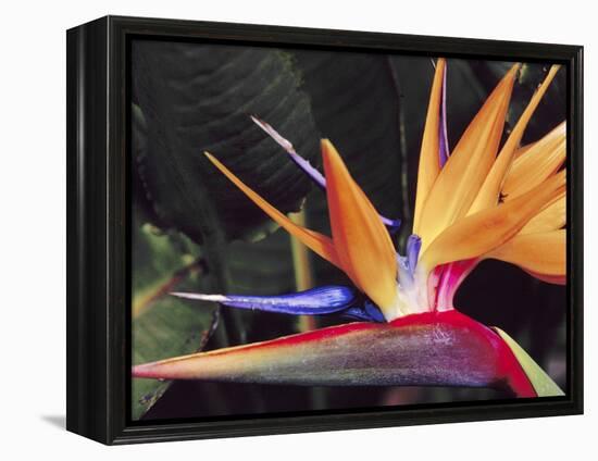 Bird of Paradise, Maui, Hawaii, USA-Julie Eggers-Framed Premier Image Canvas